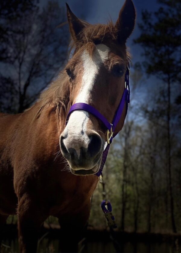 100% Organic Horse Treats - Image 4