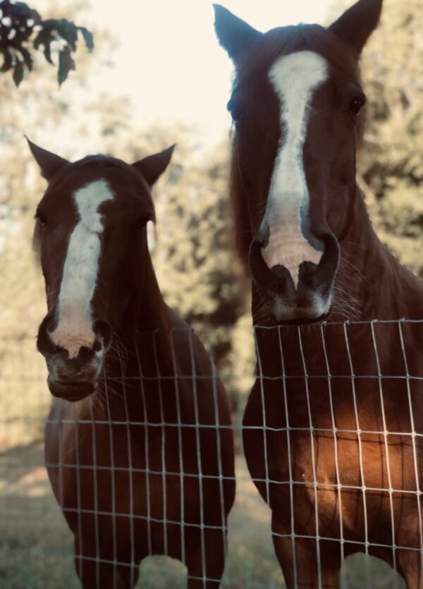 100% Organic Horse Treats - Image 3